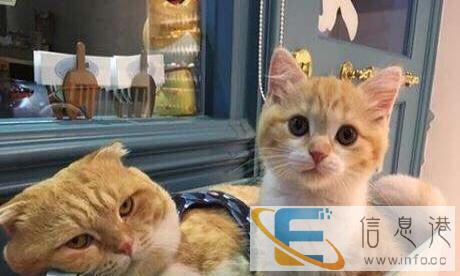 我想领养一只小猫