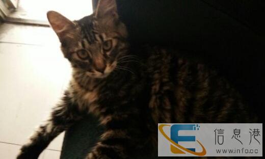 半年的小猫咪寻找好心人收养