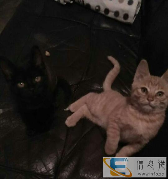 喜欢它们就来领养吧很乖很听话