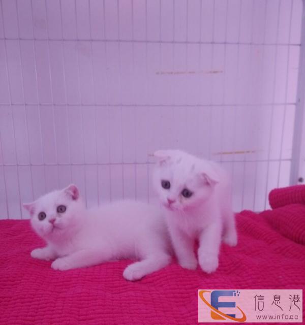 自家繁殖 苏折小母 活波健康