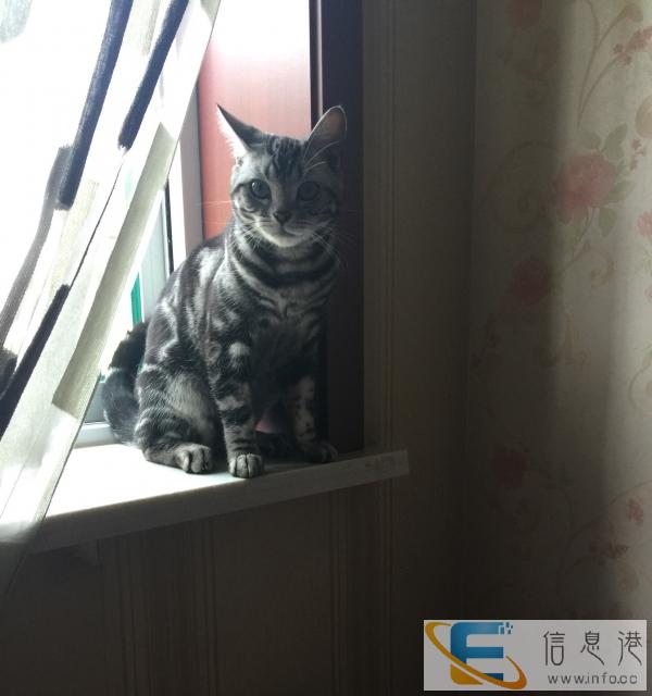 出售自己家养的虎斑猫