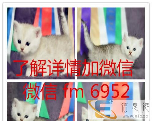 纯种英短英国短毛猫银渐层立耳活体幼猫健康