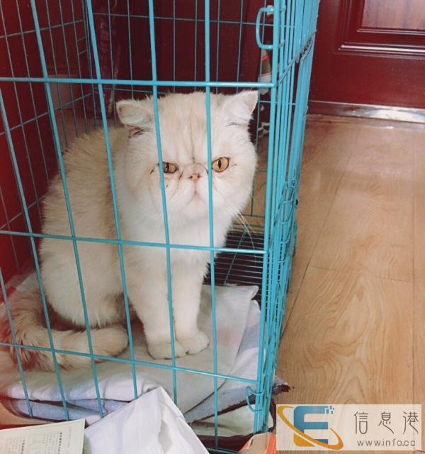 加菲猫低价转让