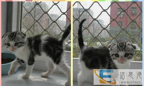 虎斑猫 找爸妈啦 现接受预定 质保3个月.签协议.包邮