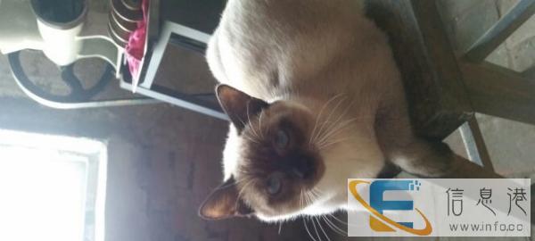 自家猫下的暹罗猫