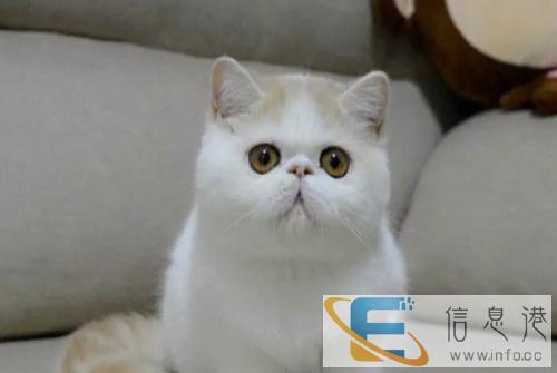 英国短毛猫英短蓝猫活体幼猫折耳纯种美国短毛蓝白耳折猫