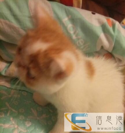 加菲猫净梵二只