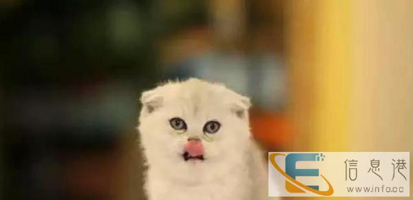 双十二 低价出售折耳猫 品质好 价格低 全国包邮