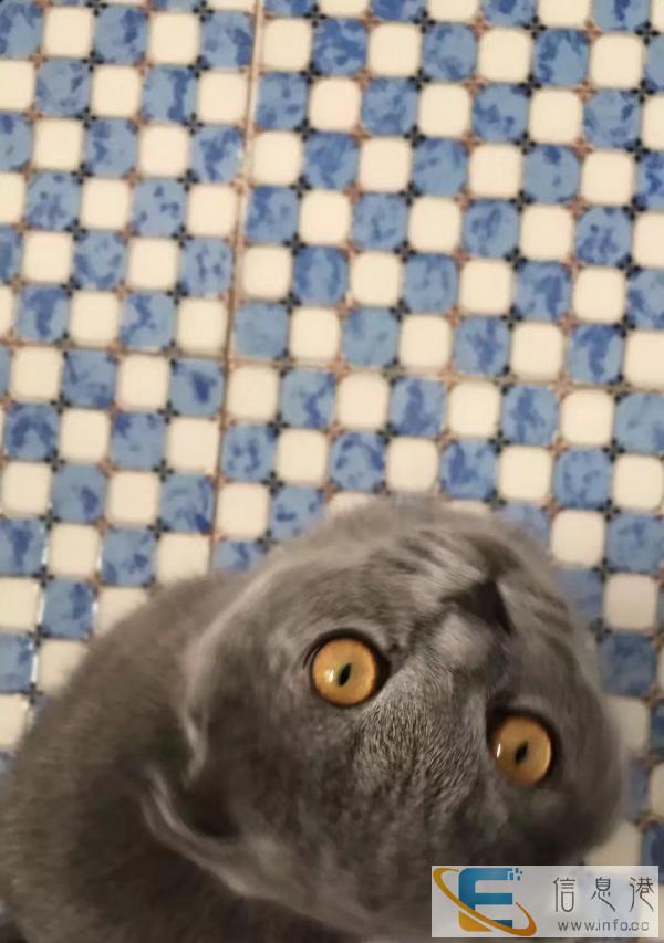 家养蓝猫借配健康五官好看