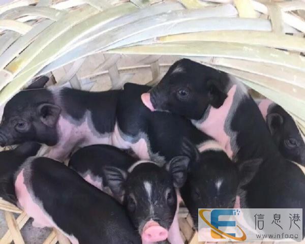 2016巴马香猪苗价格表 2016巴马香猪苗价格表