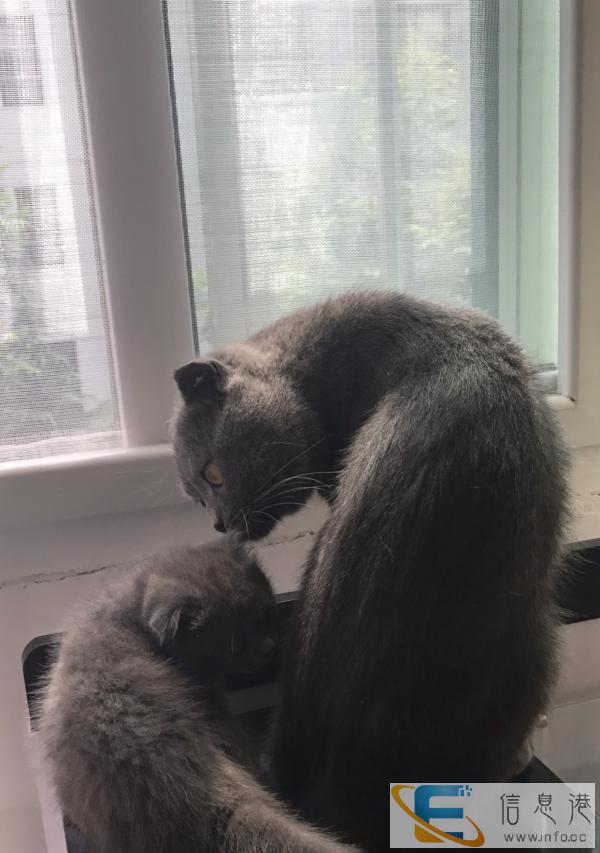 蓝猫公母都有 健康可爱 粘人