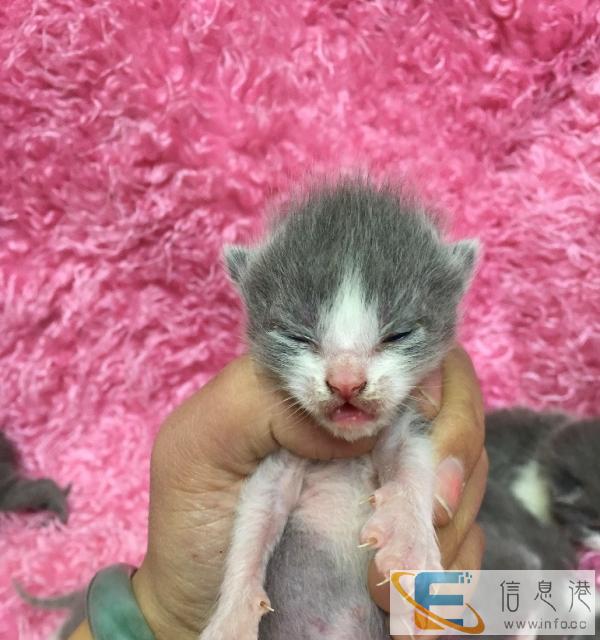 自家繁育蓝白英短,正八卦,全粉鼻