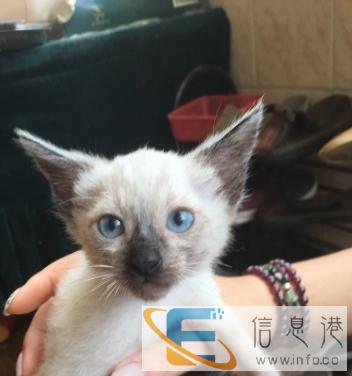 自家的暹罗猫,实惠价