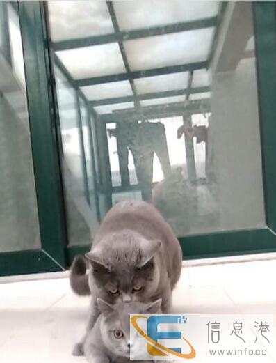 一手繁殖包子脸蓝猫,各种保