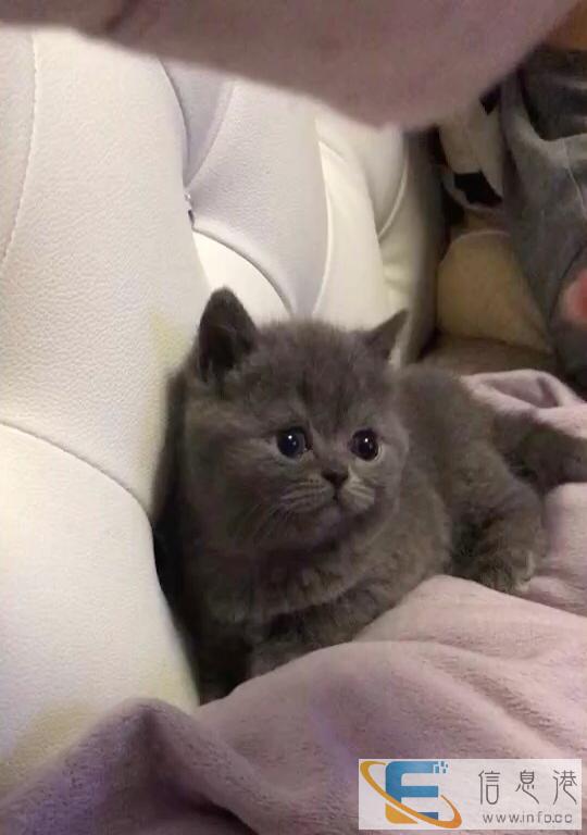 熊熊喵屋 超萌英国短毛猫 蓝猫