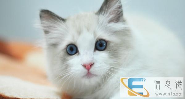 出售纯种健康布偶猫血统优秀名猫之后,健康活波