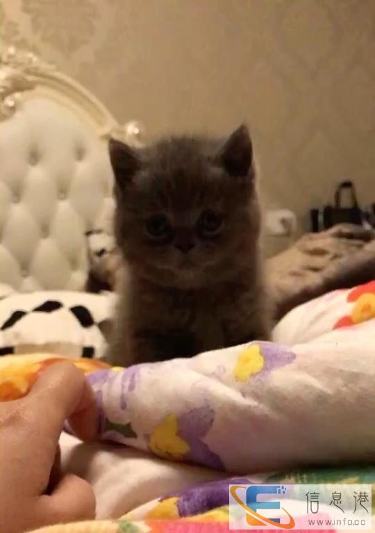 大包子脸英短 品相佳