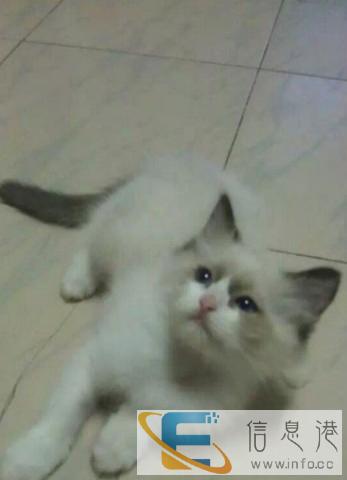 纯种布偶猫 出售一窝可爱的布偶宝宝弟弟妹妹