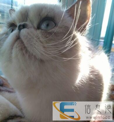 我家养的可爱加菲猫