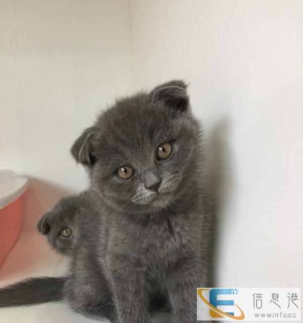 英短 蓝猫 公母都有 纯种