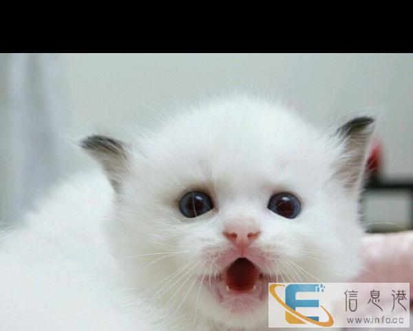 家养的暹罗猫出窝喽