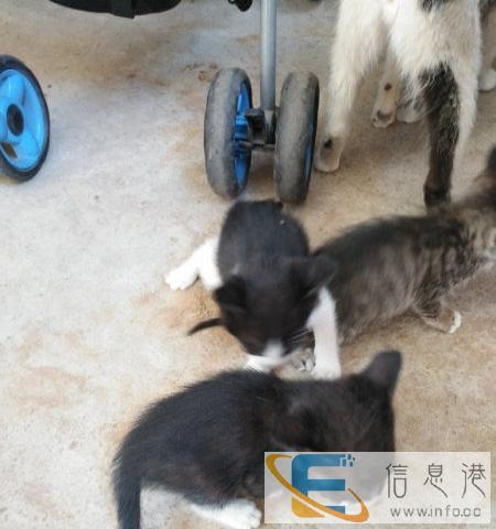免费赠送家养小猫