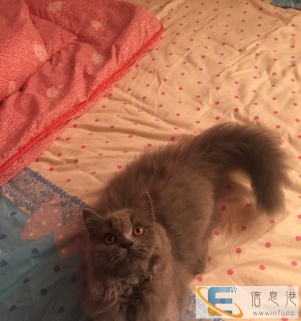 返祖蓝猫母4个月找新家