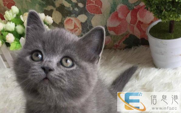 出售蓝猫 加菲 短毛 暹罗等多品种 疫苗齐健康