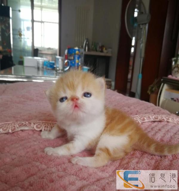 双血统加菲出售