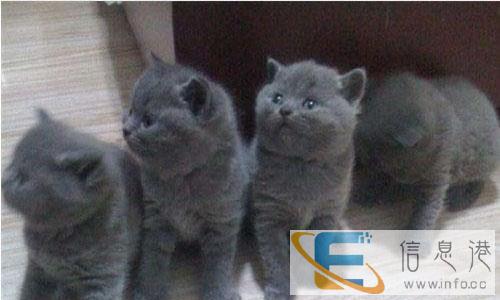 萌萌哒折耳猫 招财猫蓝猫