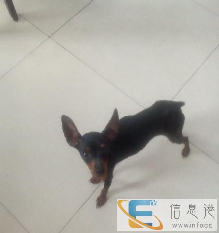 精品小鹿犬找女友