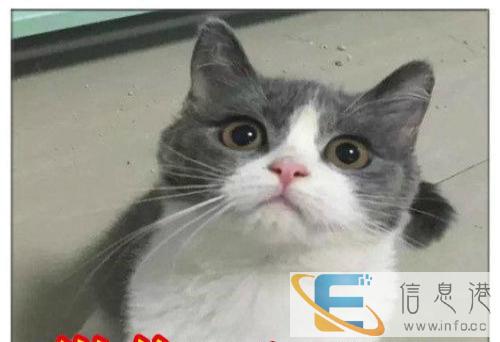 精品萌蓝猫宝贝找新家啦,欢迎各位把它带回家