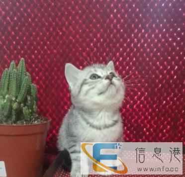 英短胖子 包子脸 温柔亲人 先到先挑