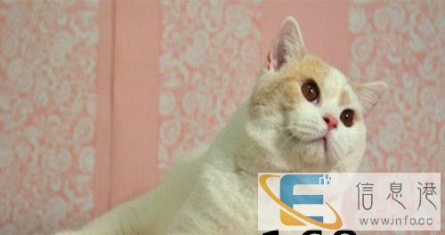 猫舍繁育英短系列蓝白乳白樊纹净樊三花