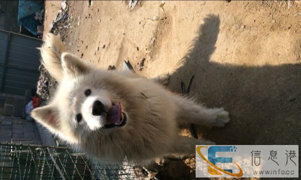 莱芜市萨摩公狗对外借配