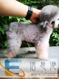 灰色茶杯种公对外借配