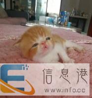 自家繁育双血统纯种加菲猫