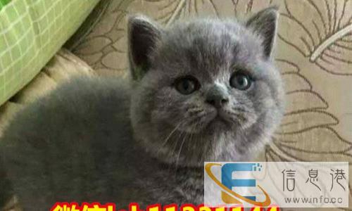 繁殖高品质CFA纯种蓝猫 超级纯的小包子