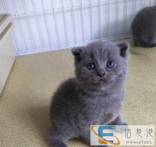 高端精品加菲 CFA高品质种猫繁殖 可空运