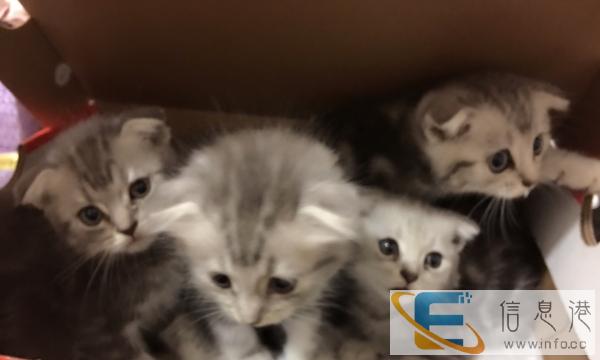 美短虎斑折耳猫