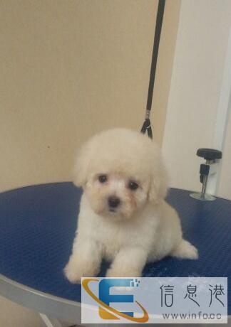 小体比熊三个月