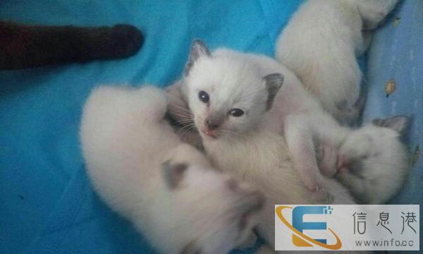 暹罗宝宝预订中