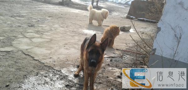 德国牧羊犬黑背