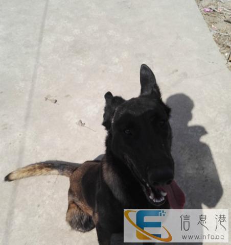 高品质马犬对外借种