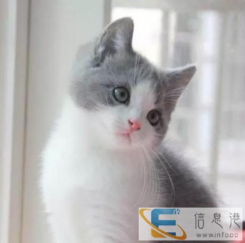 CFA认证美短英短加菲布偶家养猫舍可送可来参观