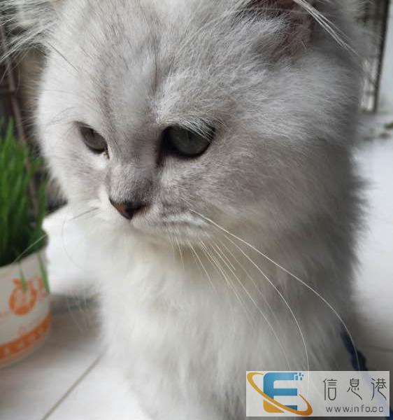 CFA 出售金吉拉加菲猫 蓝猫银渐层 等