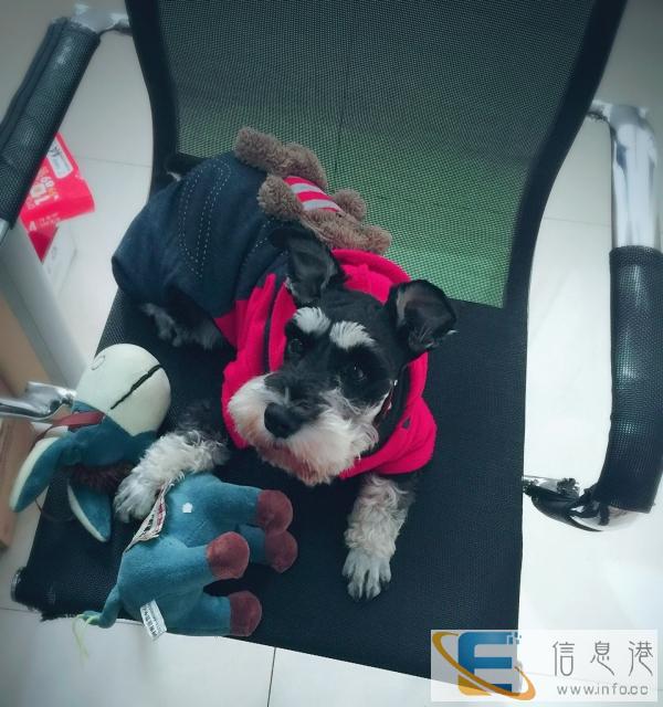 自家养黑银雪纳瑞