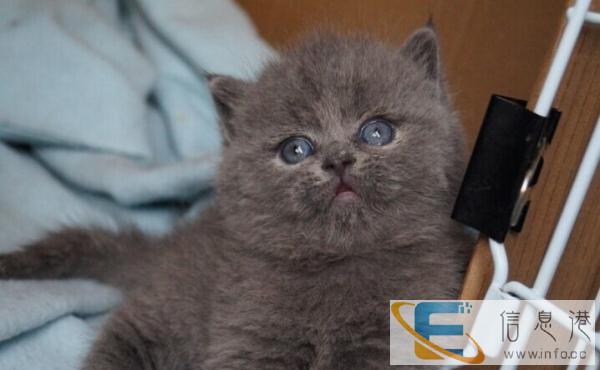 自家繁殖cfa蓝猫幼猫 健康质保