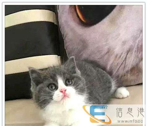 易骏猫屋,常年接受预定血统加菲幼猫