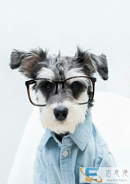 狗狗一岁多身体壮壮配种 公